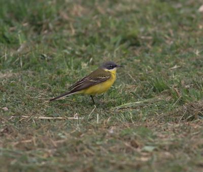 Yellow Wagtail (Motacilla flava dombrowski)