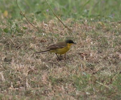 Yellow Wagtail (Motacilla flava feldegg hybrid)