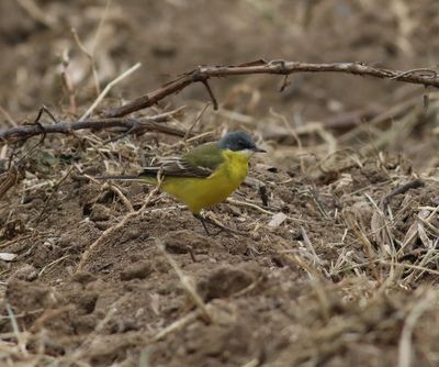 Grey-headed Wagtail (Motacilla flava thunbergi)