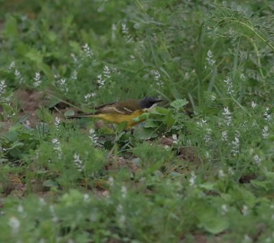 Ashy-headed Wagtail (Motacilla flava cinereocapilla)