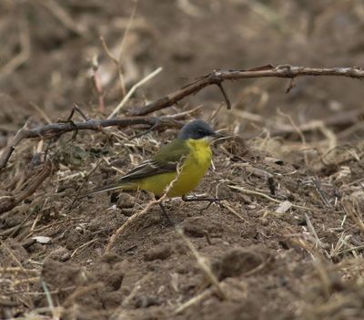 Grey-headed Wagtail (Motacilla flava thunbergi)