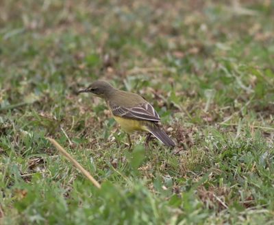 Yellow Wagtail (Motacilla flava)