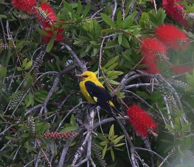 Golden Oriole (Oriolus oriolus)