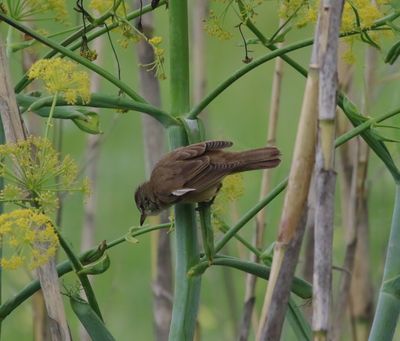 Great Reed Warbler (Acrocephalus arundinaceus)