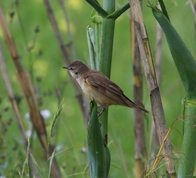 Great Reed Warbler (Acrocephalus arundinaceus)