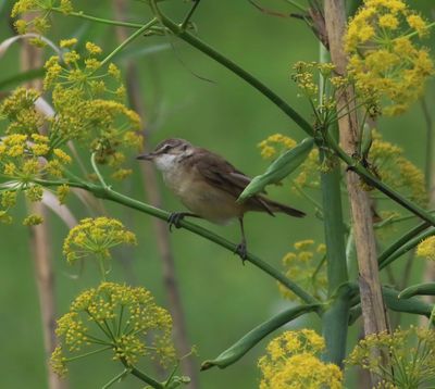 Great Reed Warbler (Acrocephalus arundinaceus)