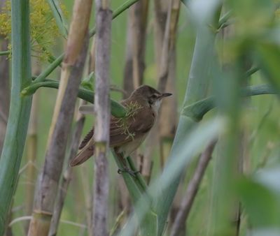 Great Reed Warbler (Acrocephalus arundinaceus)