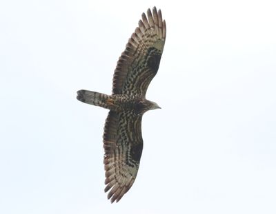 Honey Buzzard (Pernis apivorus)