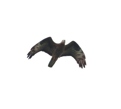 Honey Buzzard (Pernis apivorus)