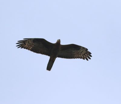 Honey Buzzard (Pernis apivorus)