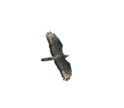 Honey Buzzard (Pernis apivorus)