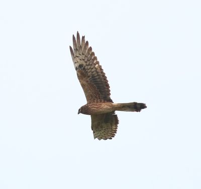 Montagu's Harrier (Circus pygargus)