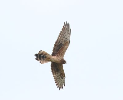 Montagu's Harrier (Circus pygargus)
