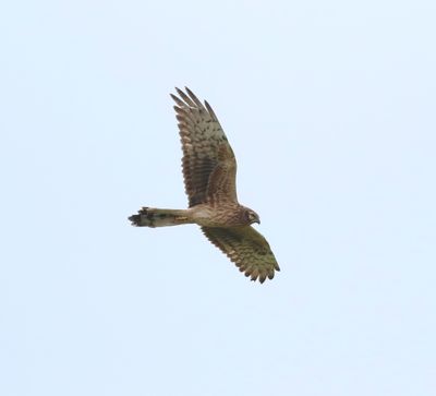Montagu's Harrier (Circus pygargus)
