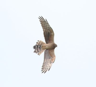 Montagu's Harrier (Circus pygargus)