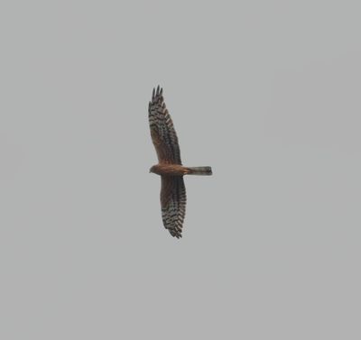 Montagu's Harrier (Circus pygargus)
