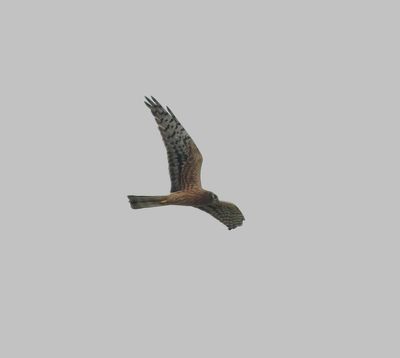 Montagu's Harrier (Circus pygargus)