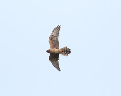 Montagu's Harrier (Circus pygargus)