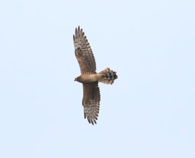 Montagu's Harrier (Circus pygargus)