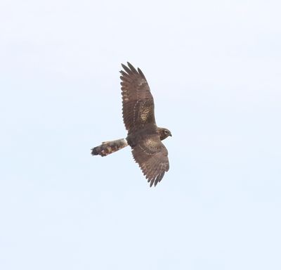 Montagu's Harrier (Circus pygargus)