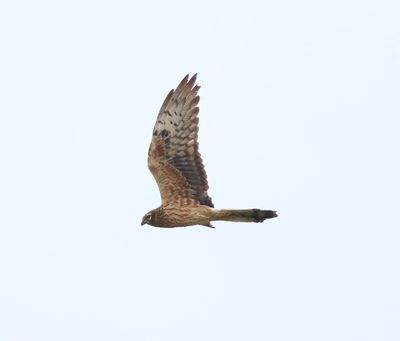 Montagu's Harrier (Circus pygargus)