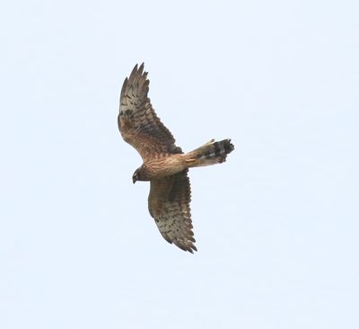 Montagu's Harrier (Circus pygargus)