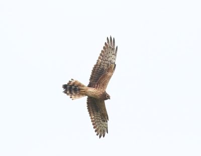 Montagu's Harrier (Circus pygargus)
