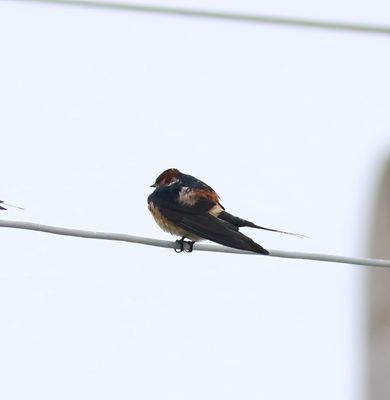 Red-rumped Swallow (Cecropis daurica)