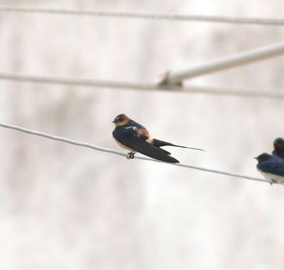 Red-rumped Swallow (Cecropis daurica)