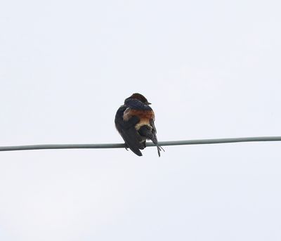 Red-rumped Swallow (Cecropis daurica)