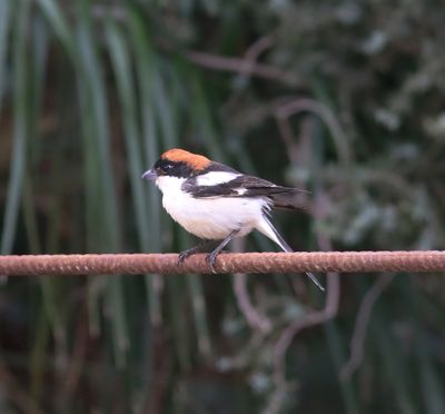 Woodchat Shrike (Lanius senator)