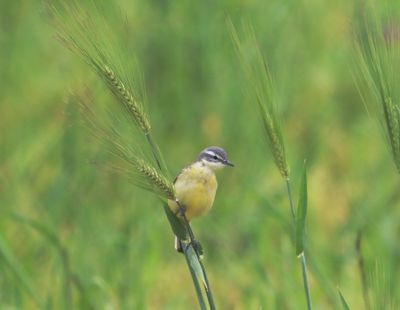 Blue-headed Wagtail (Motacilla flava flava)