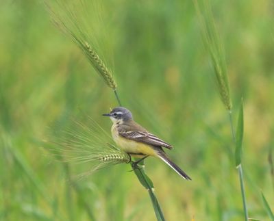 Blue-headed Wagtail (Motacilla flava flava)