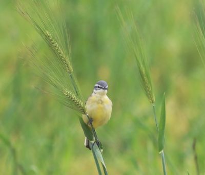 Blue-headed Wagtail (Motacilla flava flava)