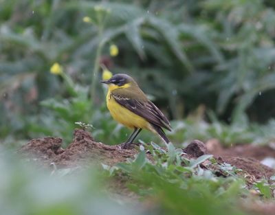 Yellow Wagtail (Motacilla flava dombrowski)