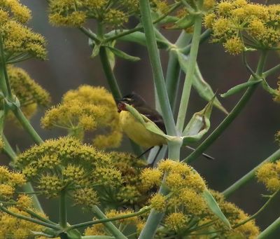 Yellow Wagtail (Motacilla flava xanthophrys)
