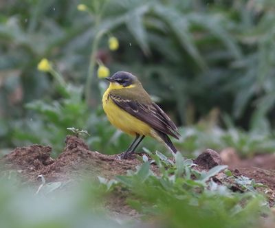 Yellow Wagtail (Motacilla flava dombrowski)
