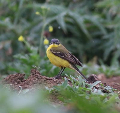 Yellow Wagtail (Motacilla flava dombrowski)