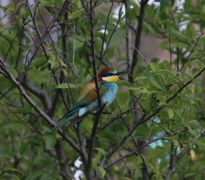Bee-eater (Merops apiaster)
