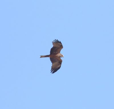 Black Kite (Milvus migrans)