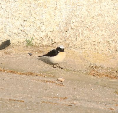 Eastern Black-eared Wheatear (Oenanthe melanoleuca)