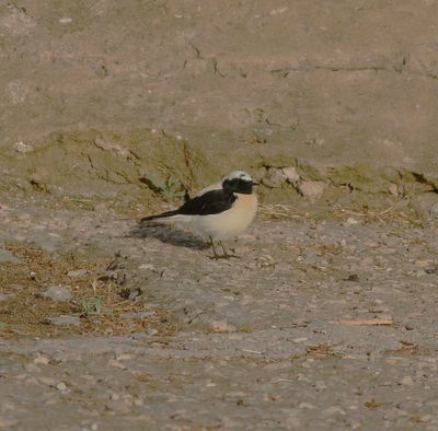 Eastern Black-eared Wheatear (Oenanthe melanoleuca)