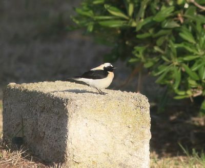 Eastern Black-eared Wheatear (Oenanthe melanoleuca)