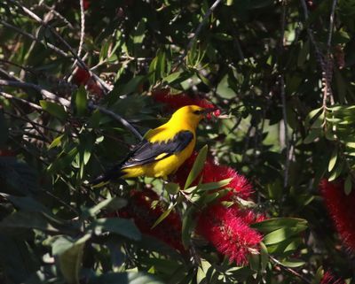 Golden Oriole (Oriolus oriolus)