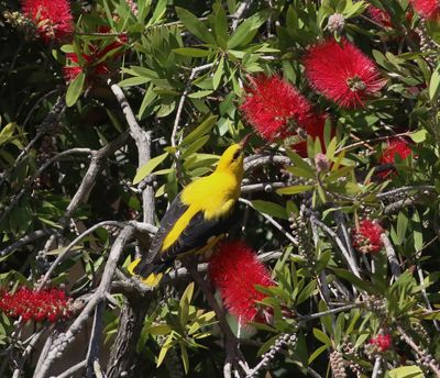 Golden Oriole (Oriolus oriolus)