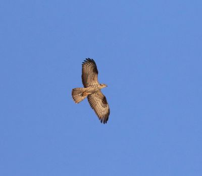 Honey Buzzard (Pernis apivorus)