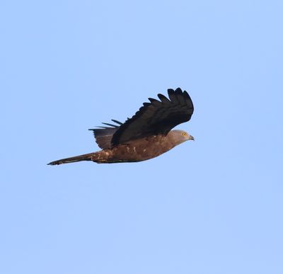 Honey Buzzard (Pernis apivorus)