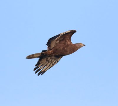 Honey Buzzard (Pernis apivorus)