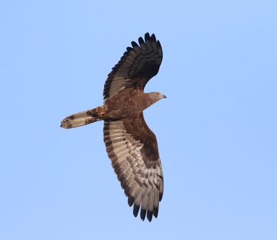 Honey Buzzard (Pernis apivorus)