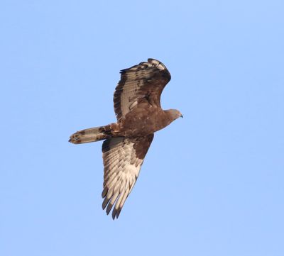 Honey Buzzard (Pernis apivorus)